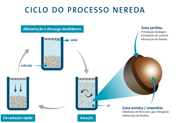 Ciclo do processo Nereda