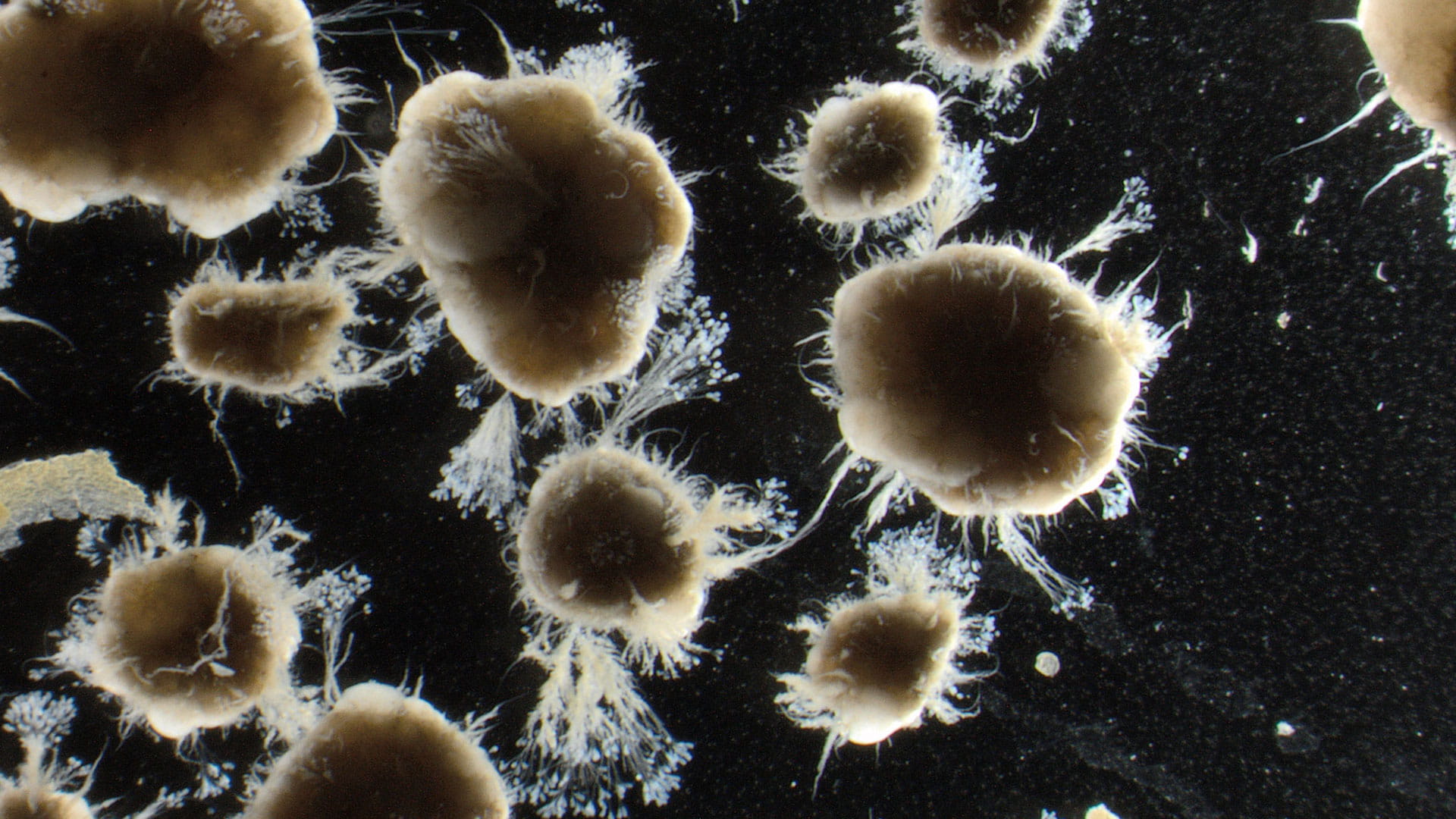 Nereda® biowatch studying the visual language of aerobic granular sludge | Haskoning