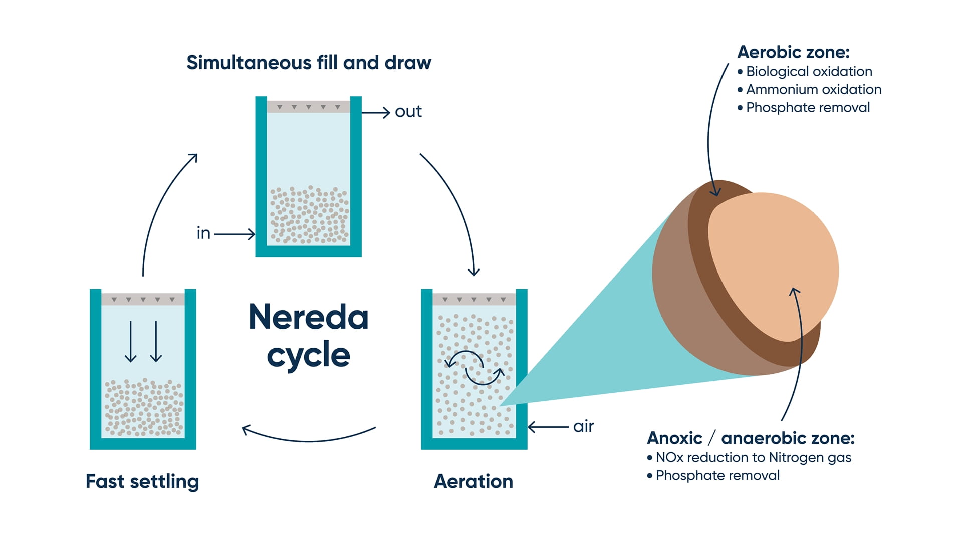 A visual of the Nereda cycle explaining the process